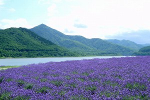 Furano lavender field